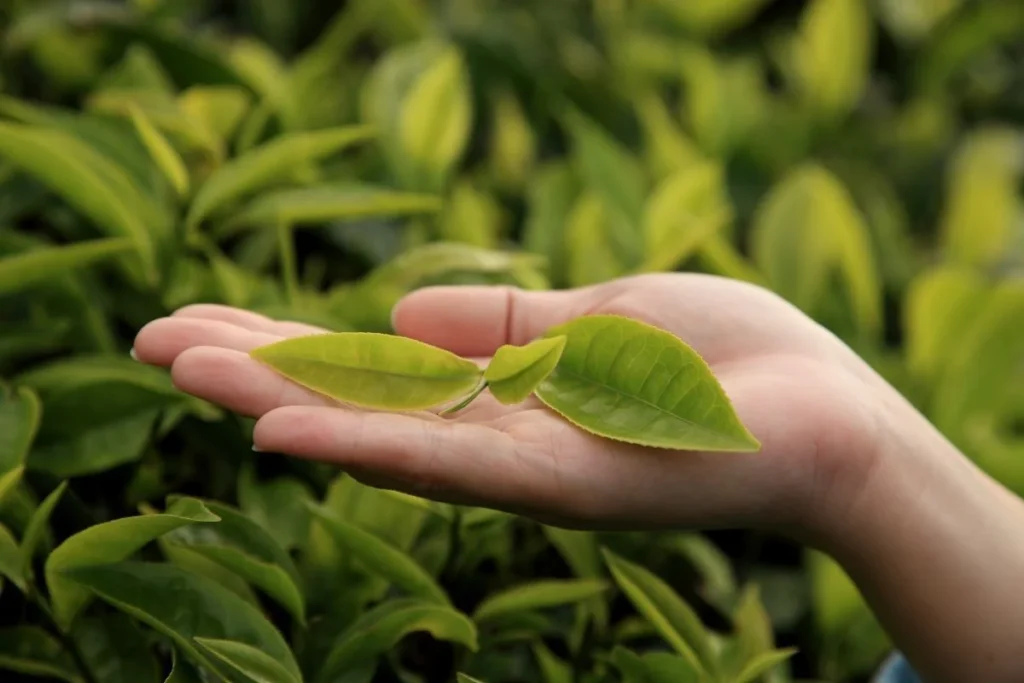 Chai tea leaves plant